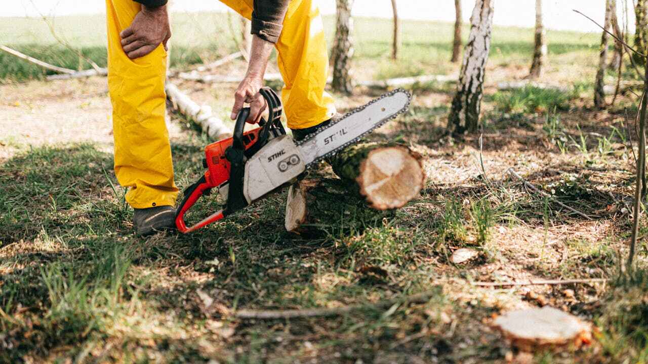 Best Affordable Tree Service  in June Park, FL